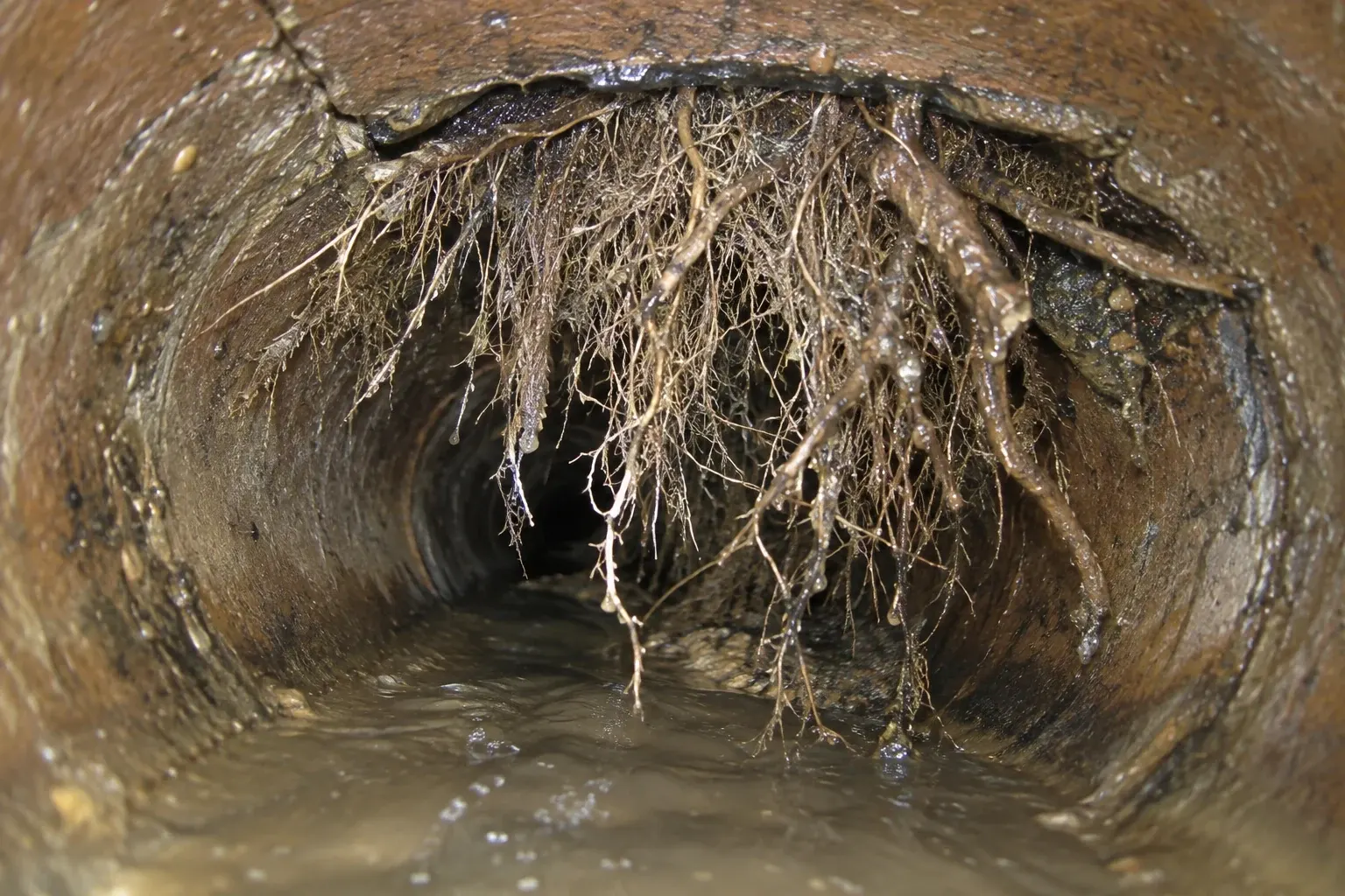 A condition illustration shows tangled roots entering through a sewer pipe joint and hanging into the passage.